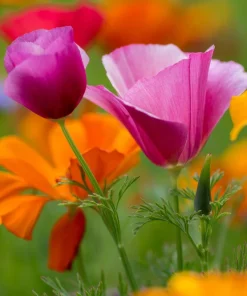California Poppy Seeds Mix - 1000 Count - Ballerina & Mission Bells - Eschscholzia Californica Flower Seeds - Image 12