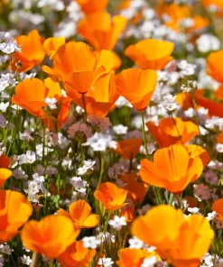 California Poppy Seeds Mix - 1000 Count - Ballerina & Mission Bells - Eschscholzia Californica Flower Seeds - Image 14