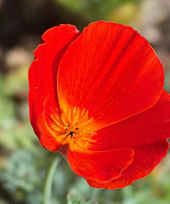 California Poppy Seeds Mix - 1000 Count - Ballerina & Mission Bells - Eschscholzia Californica Flower Seeds - Image 15