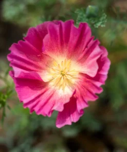California Poppy Seeds Mix - 1000 Count - Ballerina & Mission Bells - Eschscholzia Californica Flower Seeds - Image 17