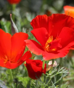California Poppy Seeds Mix - 1000 Count - Ballerina & Mission Bells - Eschscholzia Californica Flower Seeds - Image 18