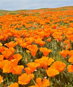 California Poppy Seeds Mix - 1000 Count - Ballerina & Mission Bells - Eschscholzia Californica Flower Seeds - Image 19