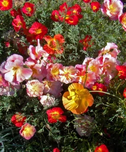 California Poppy Seeds Mix - 1000 Count - Ballerina & Mission Bells - Eschscholzia Californica Flower Seeds - Image 2