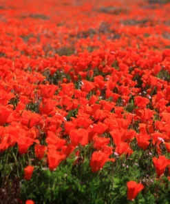 California Poppy Seeds Mix - 1000 Count - Ballerina & Mission Bells - Eschscholzia Californica Flower Seeds - Image 20