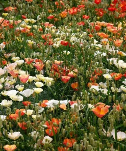 California Poppy Seeds Mix - 1000 Count - Ballerina & Mission Bells - Eschscholzia Californica Flower Seeds - Image 3