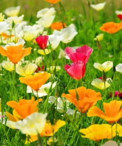 California Poppy Seeds Mix - 1000 Count - Ballerina & Mission Bells - Eschscholzia Californica Flower Seeds - Image 4