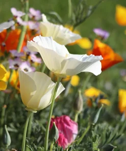 California Poppy Seeds Mix - 1000 Count - Ballerina & Mission Bells - Eschscholzia Californica Flower Seeds - Image 5