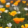 California Poppy Seeds Mix - 1000 Count - Ballerina & Mission Bells - Eschscholzia Californica Flower Seeds - Image 1