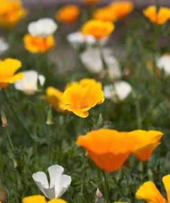 California Poppy Seeds Mix - 1000 Count - Ballerina & Mission Bells - Eschscholzia Californica Flower Seeds - Image 1