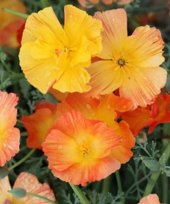 California Poppy Seeds Mix - 1000 Count - Ballerina & Mission Bells - Eschscholzia Californica Flower Seeds - Image 6