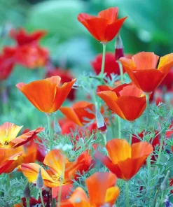 California Poppy Seeds Mix - 1000 Count - Ballerina & Mission Bells - Eschscholzia Californica Flower Seeds - Image 7