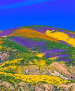 California Poppy Seeds Mix - 1000 Count - Ballerina & Mission Bells - Eschscholzia Californica Flower Seeds - Image 8