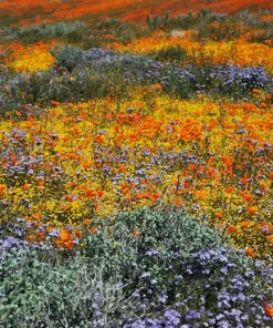 California Poppy Seeds Mix - 1000 Count - Ballerina & Mission Bells - Eschscholzia Californica Flower Seeds - Image 9