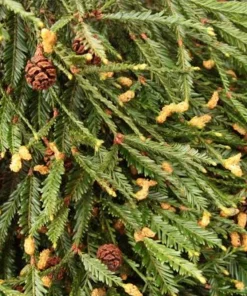 California Redwood Tree Live Plant – 3 inch Pot – Evergreen Conifer – Fast Growing Giant Forest Tree - Image 10