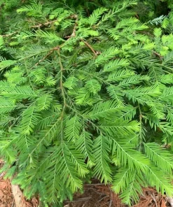 California Redwood Tree Live Plant – 3 inch Pot – Evergreen Conifer – Fast Growing Giant Forest Tree - Image 2
