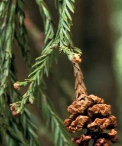 California Redwood Tree Live Plant – 3 inch Pot – Evergreen Conifer – Fast Growing Giant Forest Tree - Image 3