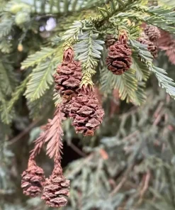 California Redwood Tree Live Plant – 3 inch Pot – Evergreen Conifer – Fast Growing Giant Forest Tree - Image 4