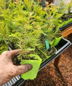 California Redwood Tree Live Plant – 3 inch Pot – Evergreen Conifer – Fast Growing Giant Forest Tree - Image 5