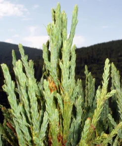 California Redwood Tree Live Plant – 3 inch Pot – Evergreen Conifer – Fast Growing Giant Forest Tree - Image 6
