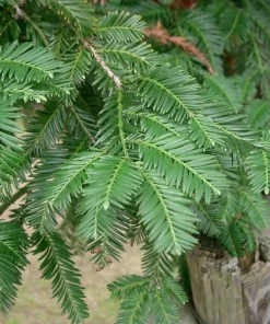 California Redwood Tree Live Plant – 3 inch Pot – Evergreen Conifer – Fast Growing Giant Forest Tree - Image 8