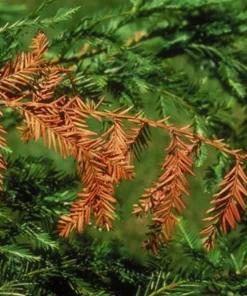 California Redwood Tree Live Plant – 3 inch Pot – Evergreen Conifer – Fast Growing Giant Forest Tree - Image 9