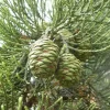 California Redwood Tree Live Plant – 3 inch Pot – Evergreen Conifer – Fast Growing Giant Forest Tree - Image 1