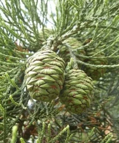 California Redwood Tree Live Plant – 3 inch Pot – Evergreen Conifer – Fast Growing Giant Forest Tree - Image 1