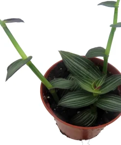 Callisia elegans 'Puppy Ears' Live Plant – 2.5