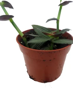Callisia elegans 'Puppy Ears' Live Plant – 2.5