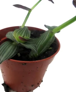 Callisia elegans 'Puppy Ears' Live Plant – 2.5