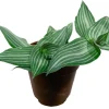 Callisia elegans 'Puppy Ears' Live Plant – 2.5" Pot – Indoor Houseplant - Image 1