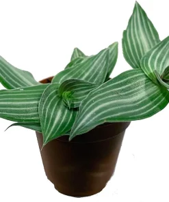 Callisia elegans 'Puppy Ears' Live Plant – 2.5