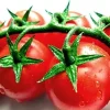 Calypso Tomato Seeds - 20 Seeds - High Yield Red Globe Tomatoes for Home Garden - Image 1