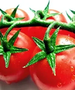 Calypso Tomato Seeds - 20 Seeds - High Yield Red Globe Tomatoes for Home Garden - Image 1