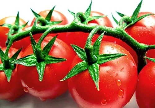 Calypso Tomato Seeds - 20 Seeds - High Yield Red Globe Tomatoes for Home Garden - Image 1