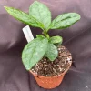 Camellia Sinensis Tea Plant - Live Plant - Rooted in 3 Inch Pot - Grow Your Own Tea - Image 1
