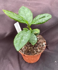 Camellia Sinensis Tea Plant - Live Plant - Rooted in 3 Inch Pot - Grow Your Own Tea - Image 1