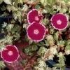 Cameo Elegance Morning Glory Seeds - 10 Seeds - Variegated Ivy-Like Foliage - Image 1