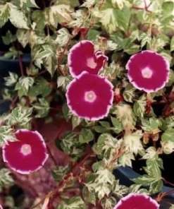 Cameo Elegance Morning Glory Seeds - 10 Seeds - Variegated Ivy-Like Foliage - Image 1