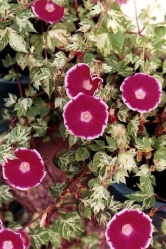 Cameo Elegance Morning Glory Seeds - 10 Seeds - Variegated Ivy-Like Foliage - Image 1