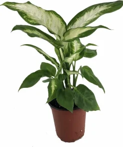 Camille Dieffenbachia Live Plant – 3.5" Pot – Indoor Tropical Foliage - Image 2