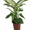 Camille Dieffenbachia Live Plant – 3.5" Pot – Indoor Tropical Foliage - Image 1