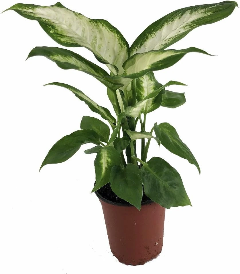 Camille Dieffenbachia Live Plant – 3.5" Pot – Indoor Tropical Foliage - Image 1