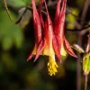 Canadian Columbine Flower Seeds - 100 Wild Aquilegia Canadensis - Image 1