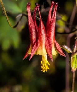 Canadian Columbine Flower Seeds - 100 Wild Aquilegia Canadensis - Image 1