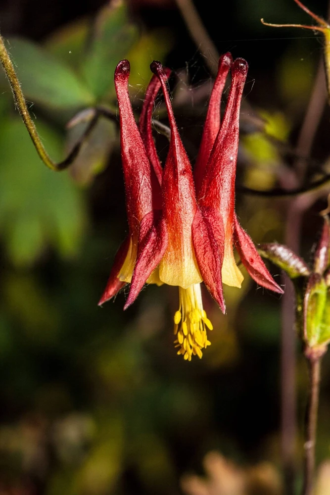 Canadian Columbine Flower Seeds - 100 Wild Aquilegia Canadensis - Image 1