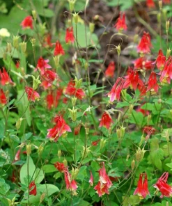 Canadian Columbine Flower Seeds - 100 Wild Aquilegia Canadensis - Image 2