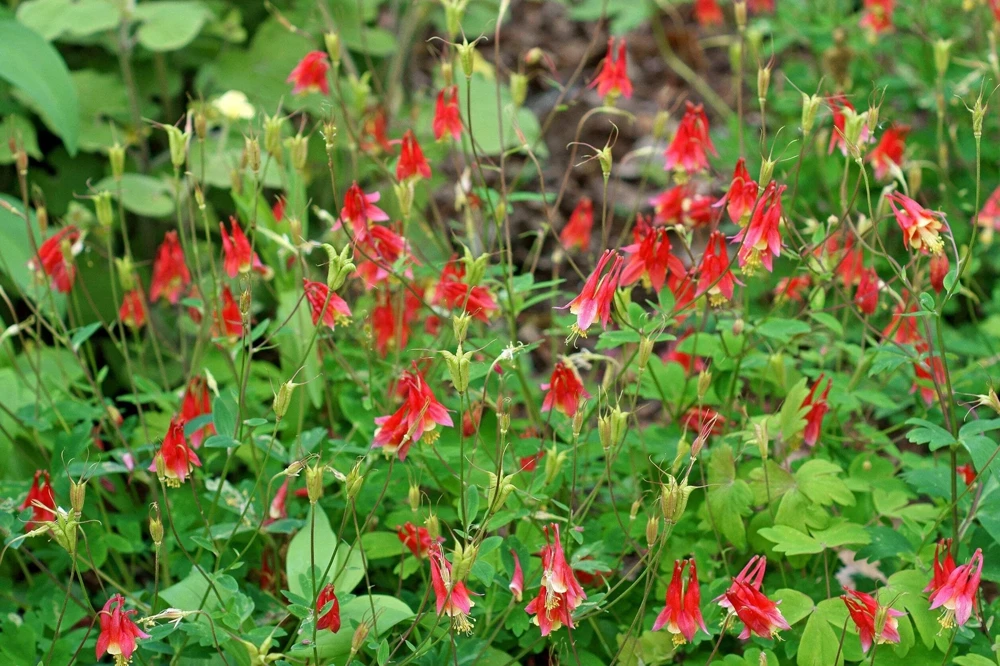 Canadian Columbine Flower Seeds - 100 Wild Aquilegia Canadensis - Image 2