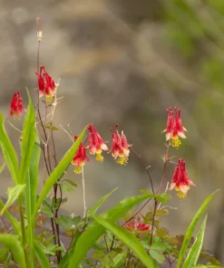 Canadian Columbine Flower Seeds - 100 Wild Aquilegia Canadensis - Image 3