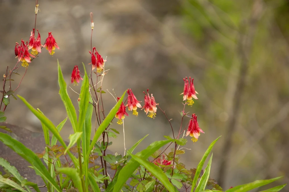 Canadian Columbine Flower Seeds - 100 Wild Aquilegia Canadensis - Image 3